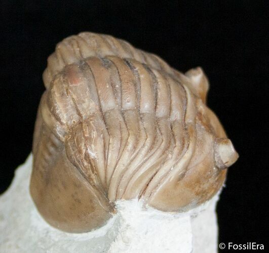 / Inch Asaphus Lepidurus - Russian Trilobite #2640